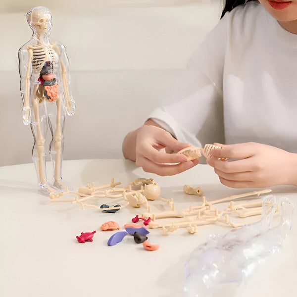Edukativni set 3D model ljudskog tijela