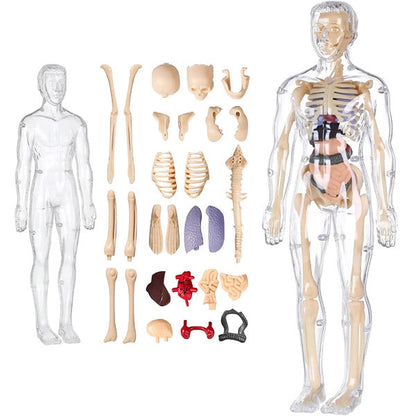 Edukativni set 3D model ljudskog tijela