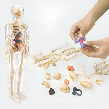Edukativni set 3D model ljudskog tijela